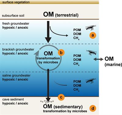 Editorial: The effects of environmental change on anchialine ecosystems